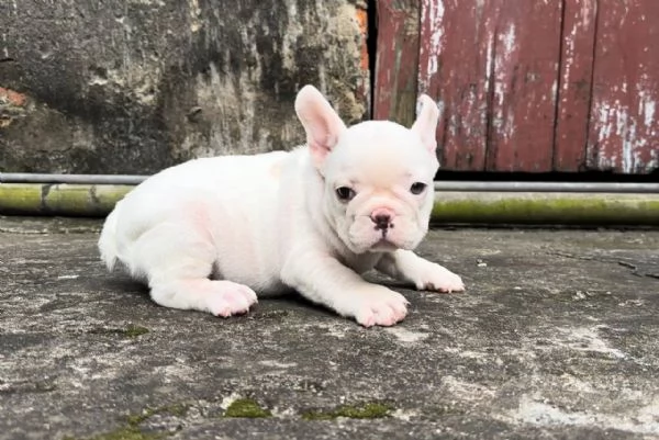 cuccioli di bulldog francese bianco crema in vendita | Foto 2