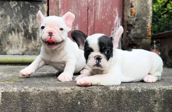 cuccioli di bulldog francese bianco crema in vendita | Foto 1