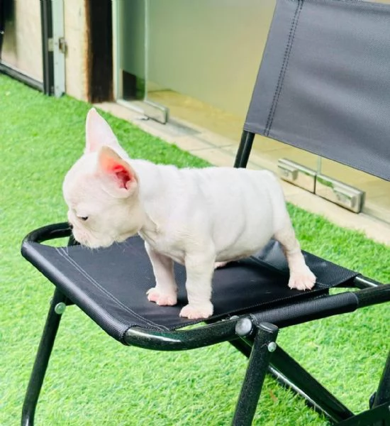 cuccioli di bulldog francese bianco crema in vendita | Foto 0