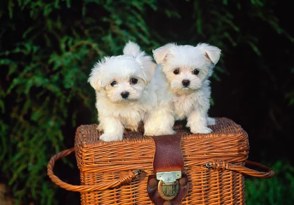 Cuccioli di razza Maltese Toy.