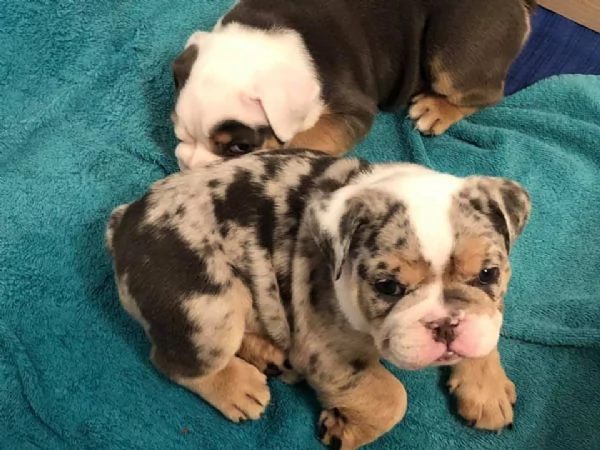 Bulldog inglese, 12 settimane in vendita | Foto 1