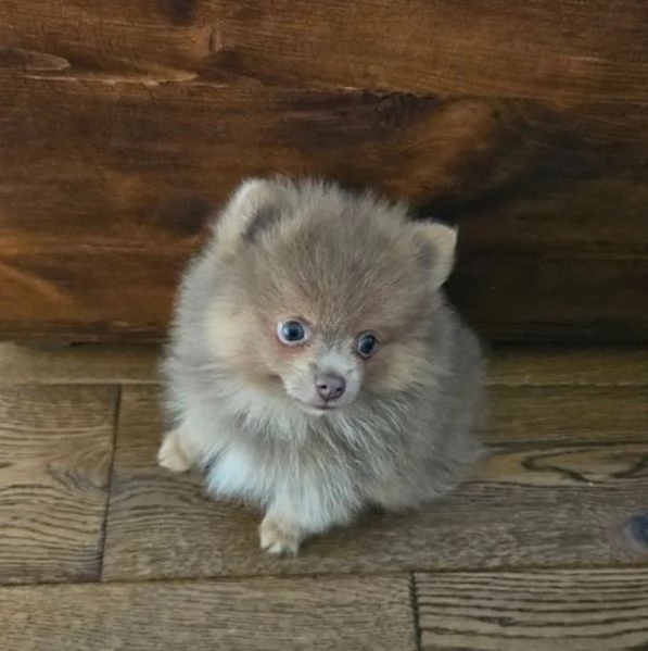 bellissimi cuccioli Pomerania mini-toy | Foto 0