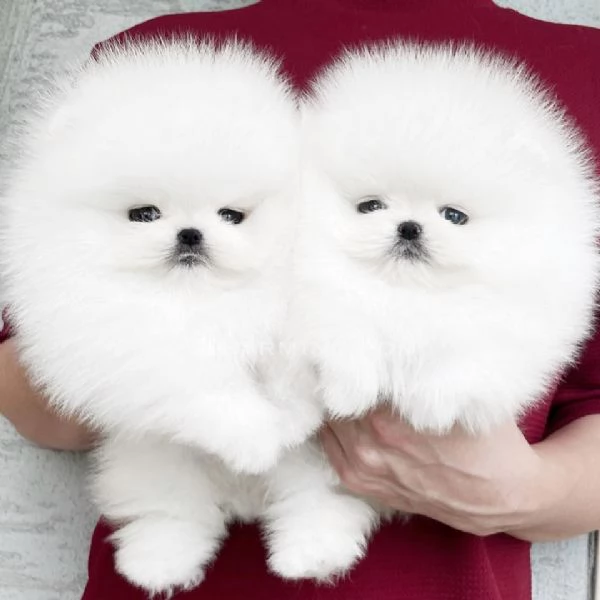 Cuccioli di Pomerania toy