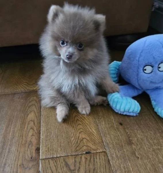 Cuccioli Pomeranian miny toy | Foto 1