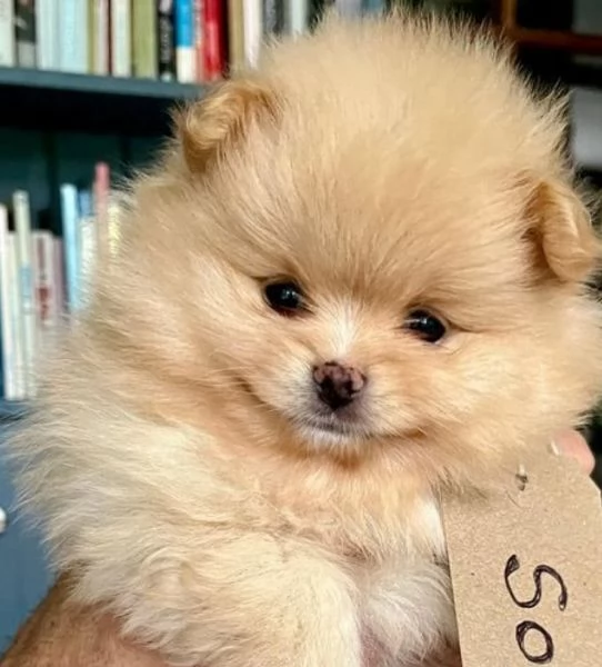 Cuccioli Pomeranian miny toy | Foto 0