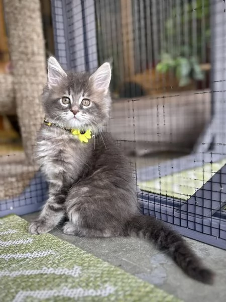 Cuccioli di Maine coon!!! | Foto 0