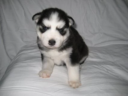 Siberian Husky cuccioli