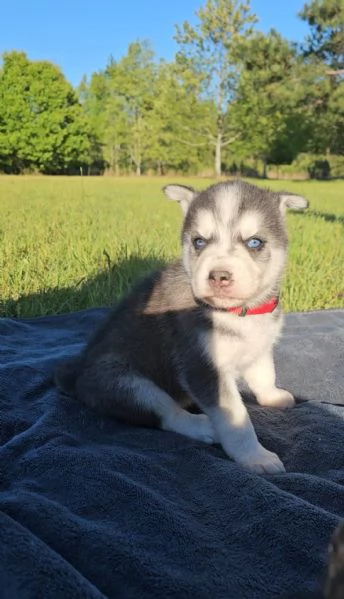 Siberian husky cuccioli