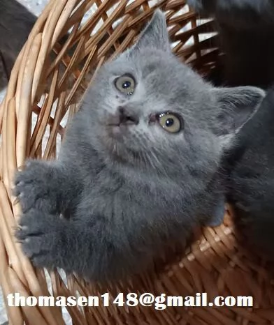 Cuccioli British shorthair