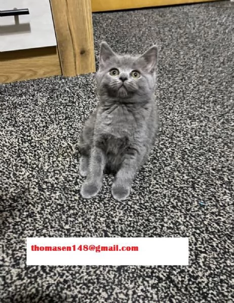 Cucciola British Shorthair