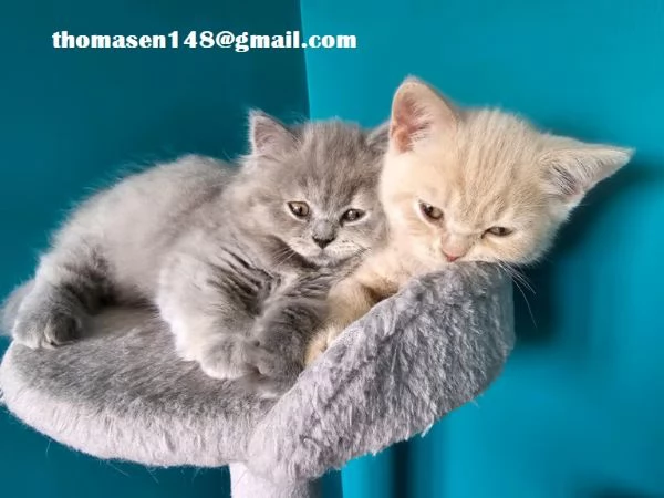 Cuccioli british shorthair grigio-blu