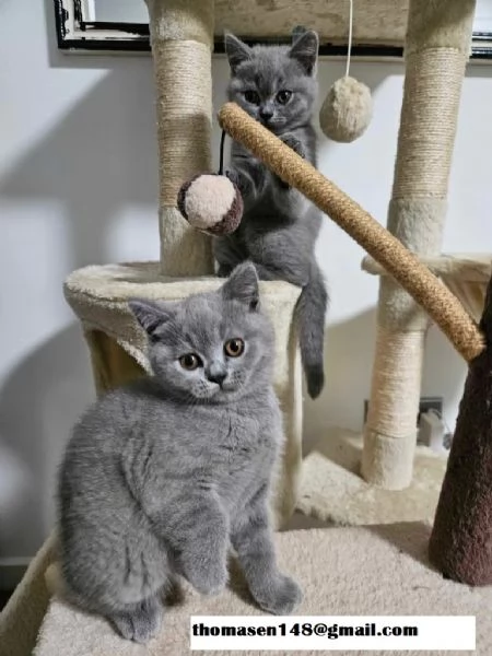 Cuccioli di british shorthair