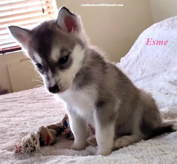 Cucciolo di Siberian Husky