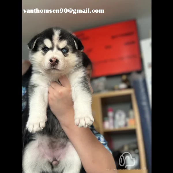 Cuccioli di siberian husky