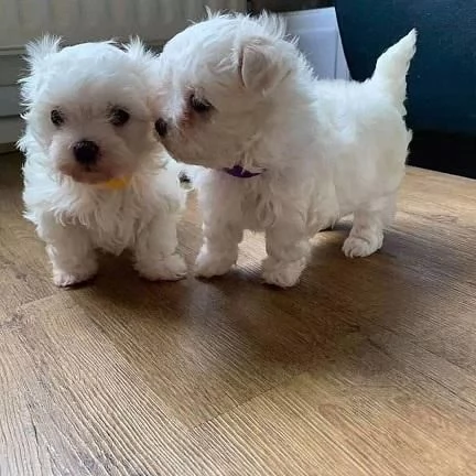 Cuccioli di maltese dolci e giocherelloni in regalo