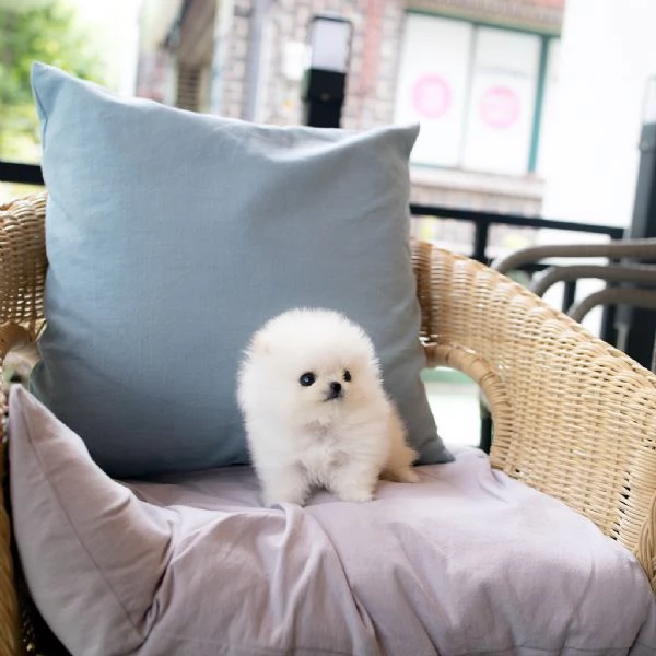 (REGALO) CUCCIOLI DI POMERANIA | Foto 0