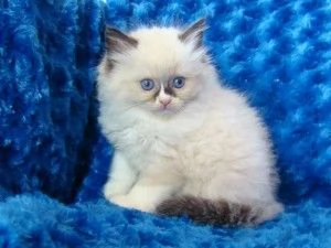 Regalo Gattini Ragdoll disponibili