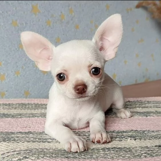 Regalo cuccioli di chihuahua Mini toy cuccioli di chihuahua mini toy , ancora disponibili un maschio