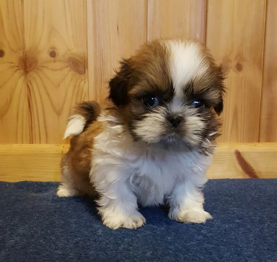 Regalo Bellissimi cuccioli allevati Shih-tzu, colore bianco e nero. Due e una feminuccia Maschietti.