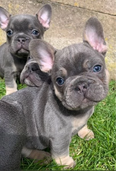 Regalo Cuccioli di Cane a Bulldog Francese Splendidi cuccioli di Bulldog Francese ad appassionati de