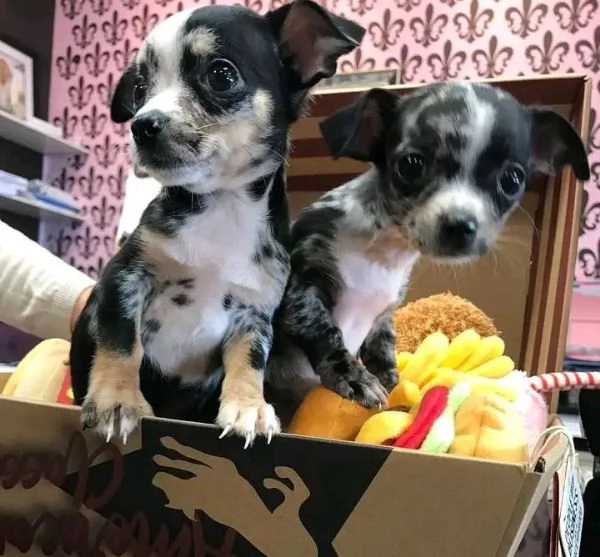 Cuccioli di chihuahua carini e affascinanti