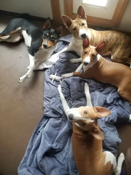 Cuccioli Basenji registrati per l'adozione