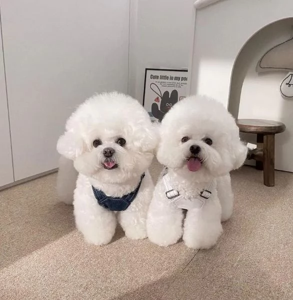 Cuccioli di bichon carini