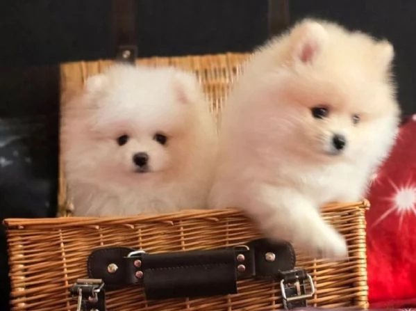 Cuccioli Pomeranian miny toy di tre mesi,