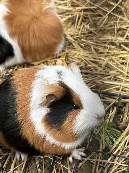 Cuccioli di Cavie in vendita | Foto 6