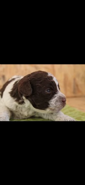 Cuccioli Lagotto romagnolo 