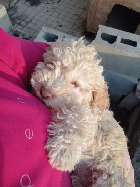 Cuccioli Lagotto romagnolo  | Foto 2