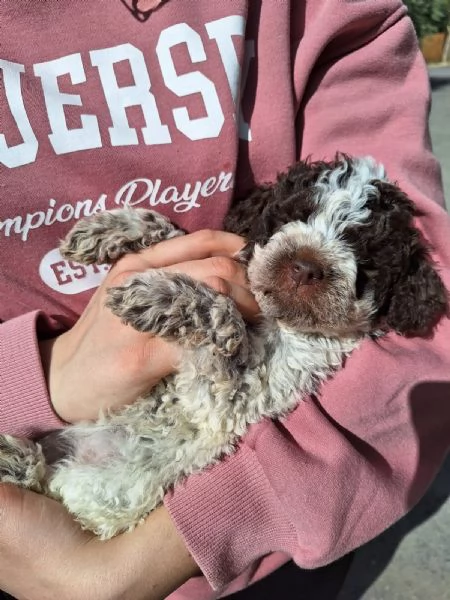 Cuccioli Lagotto romagnolo  | Foto 0