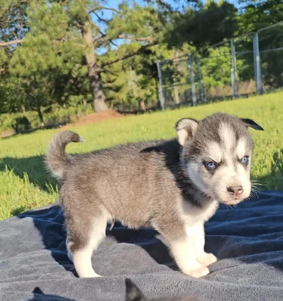 Siberian husky cuccioli