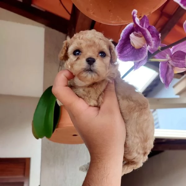 Abbiamo un barboncino toy assolutamente carino. | Foto 0