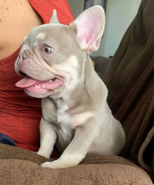 French bulldog puppy for sale 