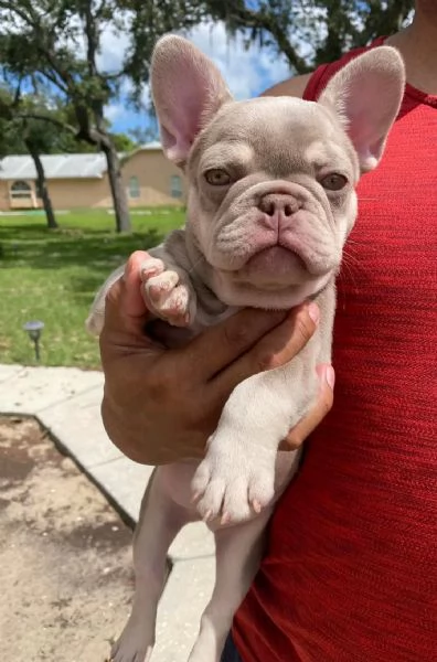 French bulldog puppy for sale  | Foto 6