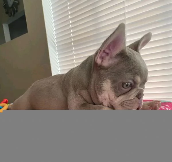 French bulldog puppy for sale  | Foto 5