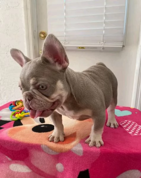 French bulldog puppy for sale  | Foto 4