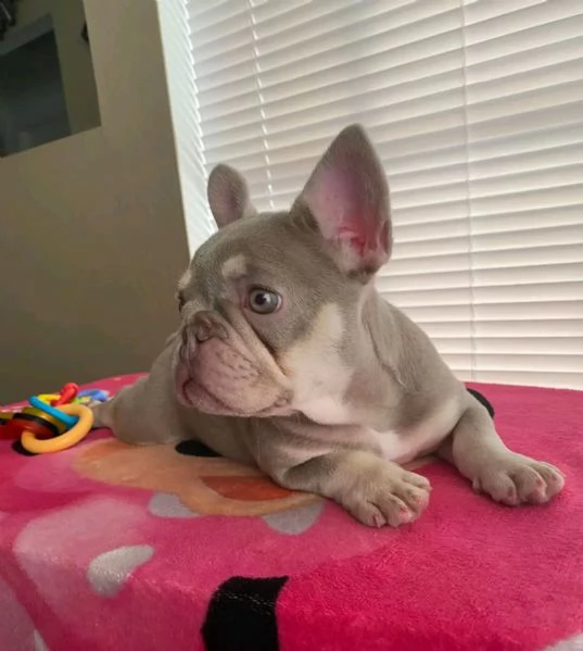 French bulldog puppy for sale  | Foto 3