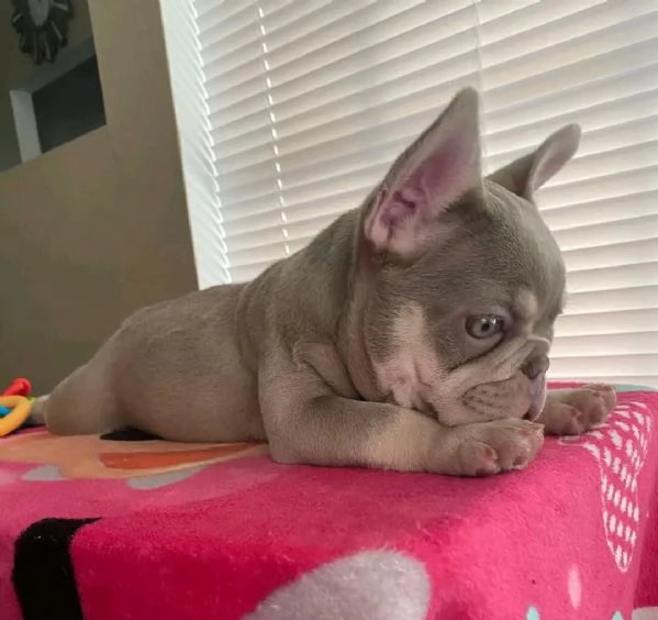 French bulldog puppy for sale  | Foto 1