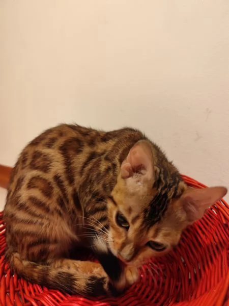 Gatto bengala 5 mesi 