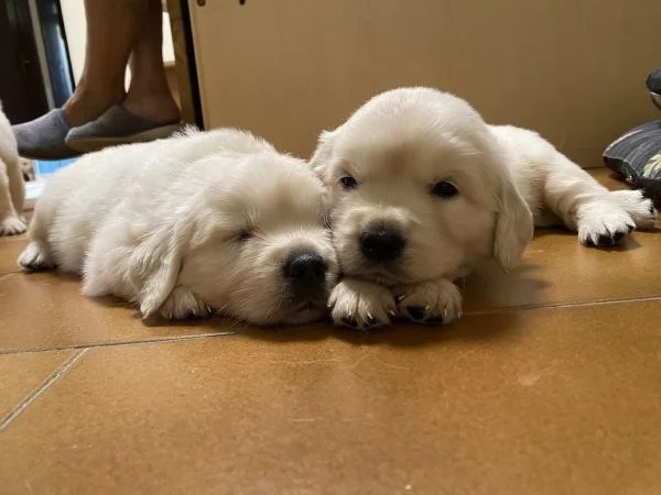 Cuccioli Golden Retriever | Foto 3