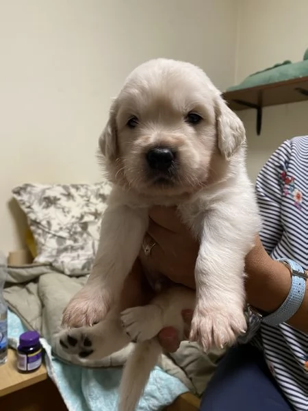 Cuccioli Golden Retriever