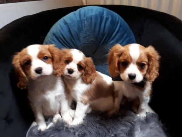 Cuccioli di Cavalier King Charles +[hidden]