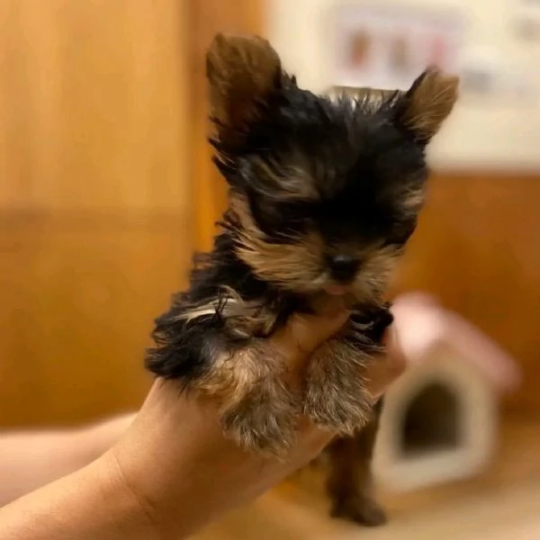 CUCCIOLI DI YORKIE MASCHIO E FEMMINA ADDESTRATI A CASA, AFFETTUOSI