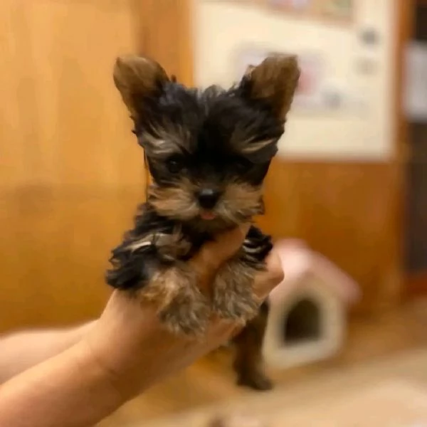 Bellissimi cuccioli di Yorkshire Terrier maschi e femmine ora pronti