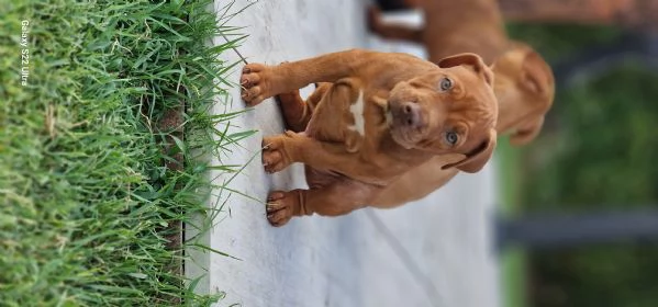 Cuccioli pitbull 