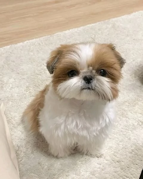 Bellissimi cuccioli di shih tzu maschi e femmine per una buona casa