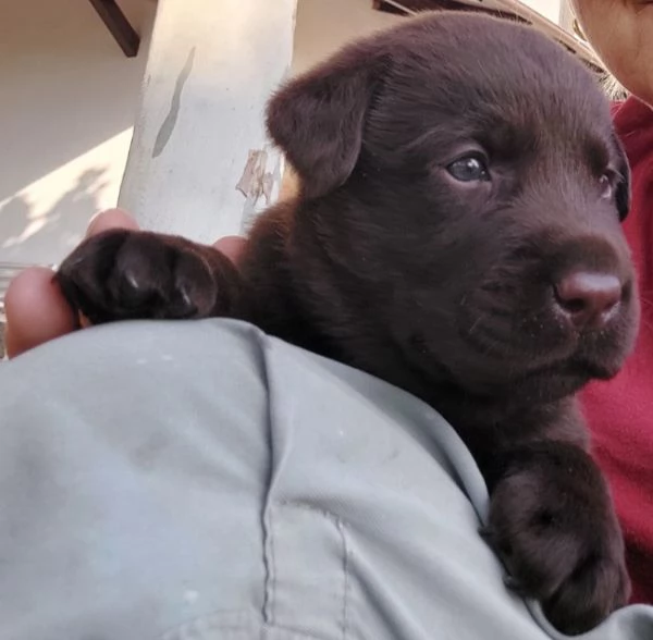 Cuccioli di Labrador  | Foto 5