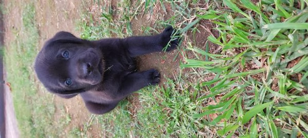 Cuccioli di Labrador  | Foto 3